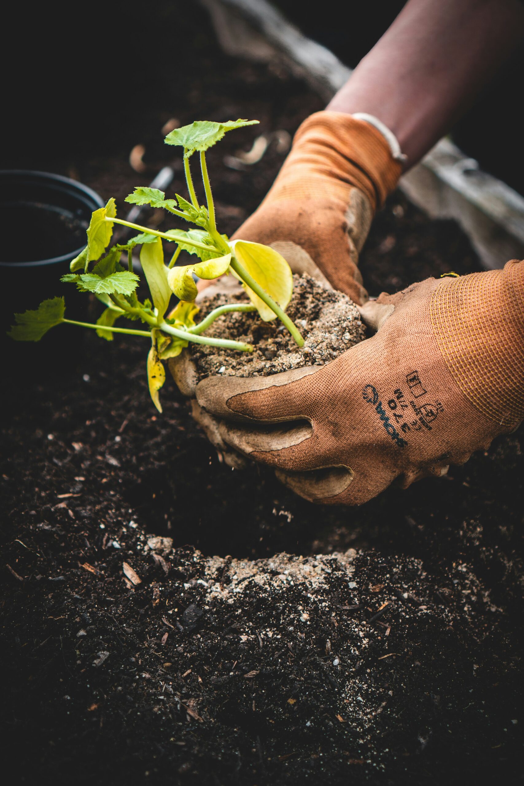 How Tree Planting Contributes to Sustainable Tourism.