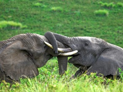 Volunteer Tourism in Tanzania: Making an Impact with Zara Charity