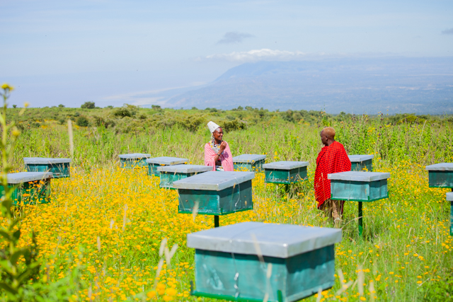 Integrating Beekeeping into Sustainable Practices: Benefits for the Maasai Community.