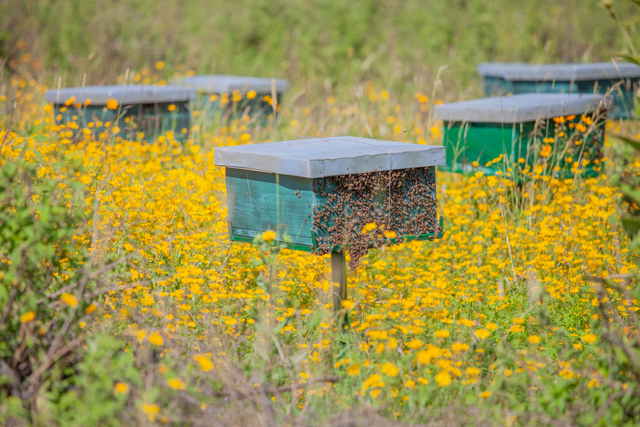 From Hive to Market: The Journey of Maasai Honey.