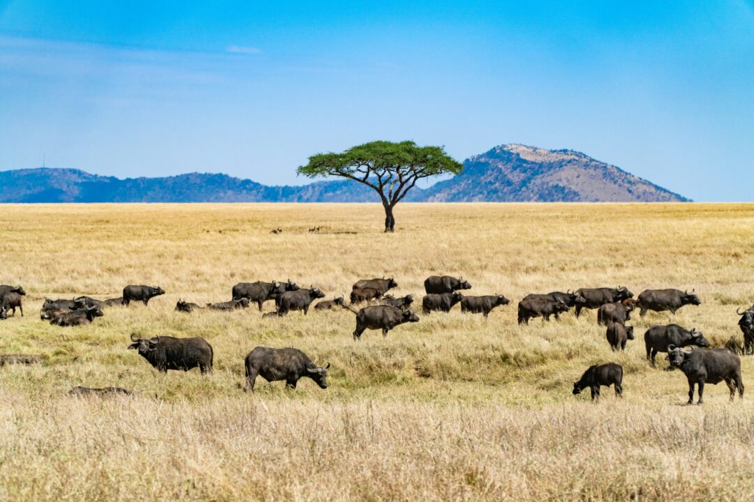Discover Tanzania: Volunteer with Zara Charity