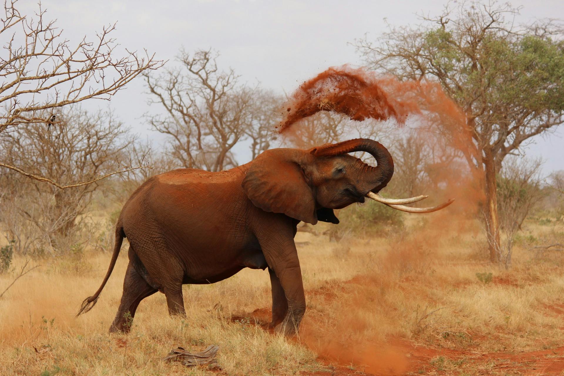 Zara Charity & Tourism: How Your Safari Can Help a Child Go to School